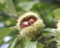 Kasztan jadalny Castanea Sativa