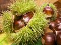 Kasztan jadalny Castanea Sativa