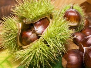 Kaštanovník setý Castanea Sativa