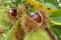 Kasztan jadalny Castanea Sativa