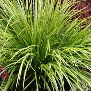 Puškvorec trávovitý OBOROZUKI