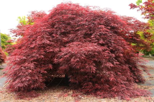 Javor dlanitolistý INABA SHIDARE na pařezu