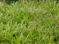 Kosmatka Olbrzymia AUREA
