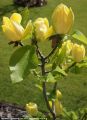 Magnolia żółta YELLOW RIVER