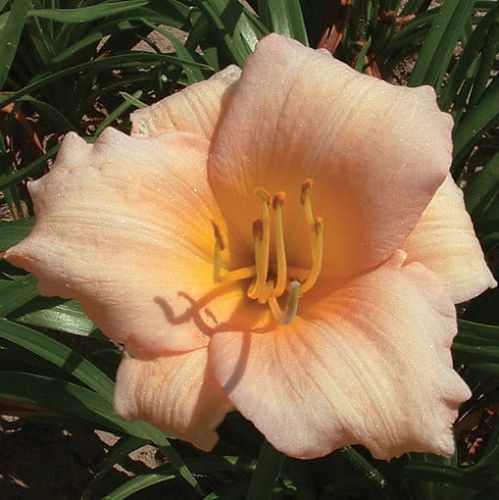 Denivka zahradní MINI PEARL