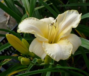 Denivka zahradní ARCTIC SNOW