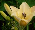Liliowiec Ogrodowy ARCTIC SNOW