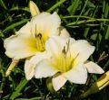 Liliowiec Ogrodowy ARCTIC SNOW