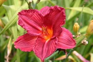 Denivka zahradní RASPBERRY WINE