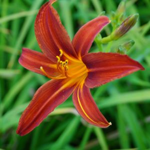 Denivka zahradní SAMMY RUSSEL