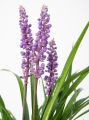 Liriope szafirkowata