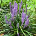 Liriope szafirkowata