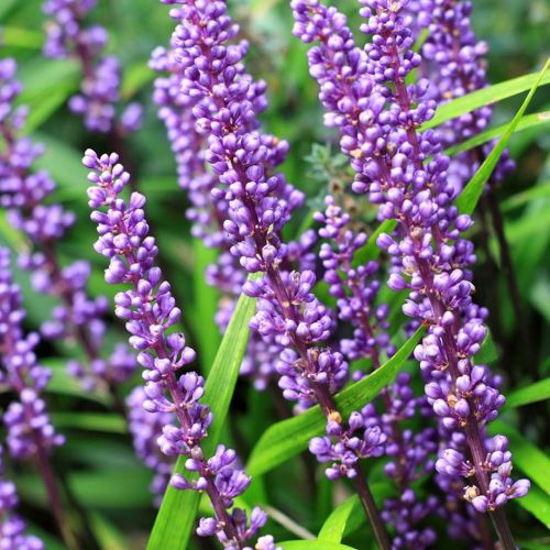Liriope BIG BLUE