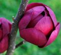 Magnolia BLACK TULIP
