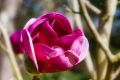 Magnolia BLACK TULIP