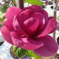 Magnolia BLACK TULIP