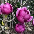 Magnolia BLACK TULIP
