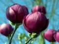 Magnolia BLACK TULIP