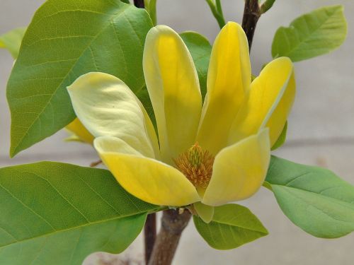 Šácholan YELLOW BIRD