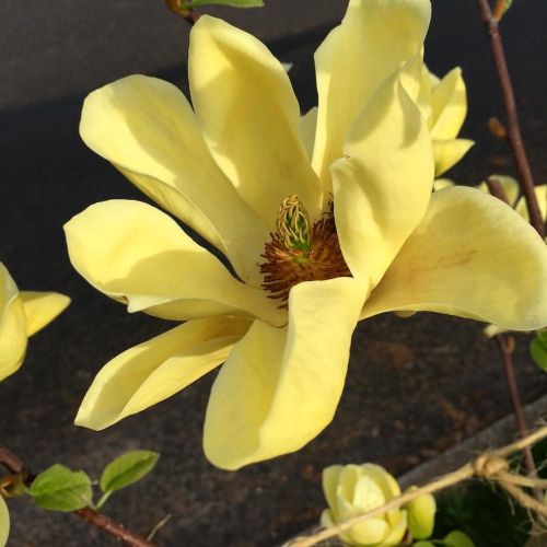 Šácholan BUTTERFLIES