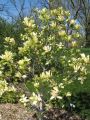 Magnolia DAPHNE