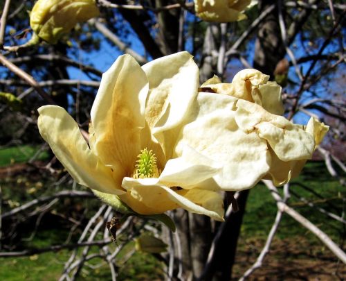 Šácholan ELIZABETH