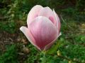 Magnolia FRAGRANT CLOUD