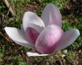 Magnolia FRAGRANT CLOUD