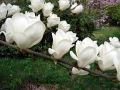 Magnolia LENNEI ALBA
