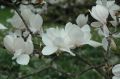 Magnolia pośrednia ALBA SUPERBA