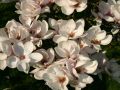 Magnolia pośrednia ALBA SUPERBA