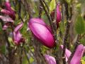 Magnolia SUSAN