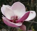 Magnolia RANDY