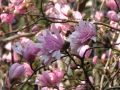 Magnolia gwiaździsta ROSEA