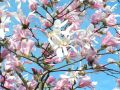 Magnolia gwiaździsta ROSEA