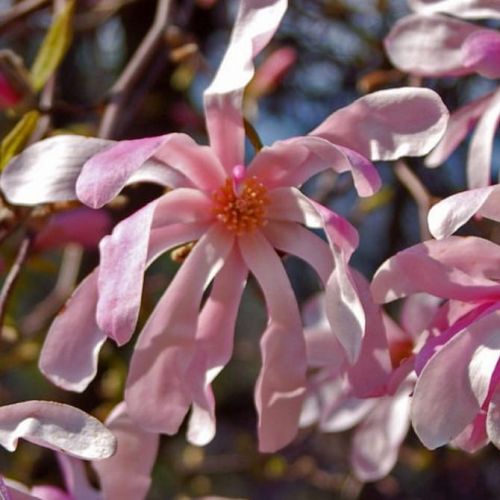 Šácholan hvězdovitý ROSEA