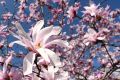 Magnolia gwiaździsta ROSEA