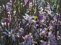 Magnolia gwiaździsta ROSEA