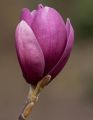 Magnolia SHIRAZZ