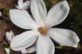 Magnolia soulangeana SPECIOSA