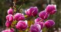 Magnolia SWEET MERLOT