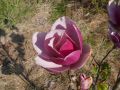 Magnolia SWEET MERLOT