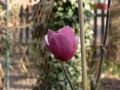 Magnolia SWEET MERLOT