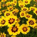 NACHYŁEK WIELKOKWIATOWY ANDIAMO YELLOW