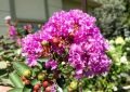 Lagerstroemia indyjska VIOLET FILLI