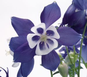 Orlíček velkokvětý SPRING MAGIC BLUE WHITE