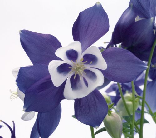 Orlíček velkokvětý SPRING MAGIC BLUE WHITE