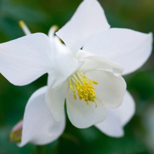 Orlíček velkokvětý SPRING MAGIC WHITE