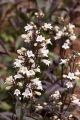 PANSTEMON PALCZASTY HUSKER RED