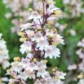 PANSTEMON PALCZASTY HUSKER RED